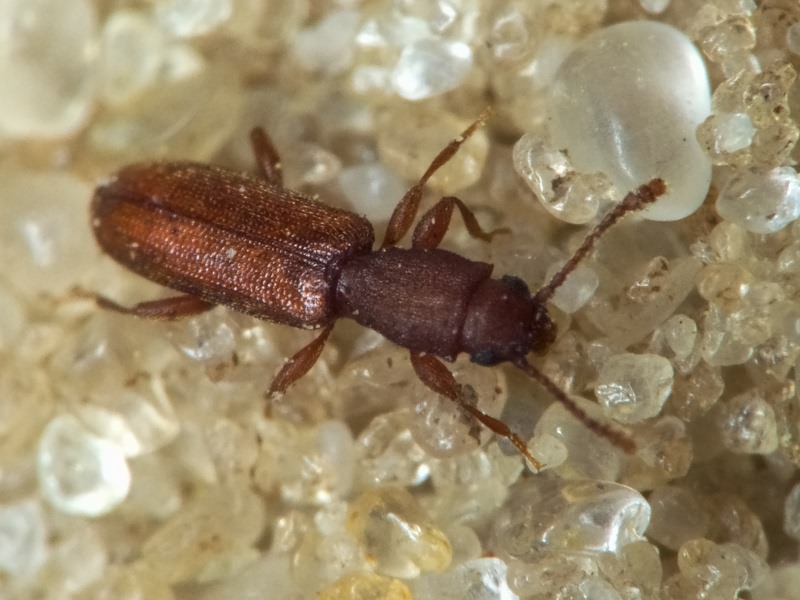 Silvanus unidentatus (A. G. Olivier, 1790)